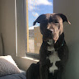 Meet your Posher, Bella